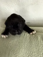 Bruno, a male Cane Corso for sale in Elmer, NJ – 2 of 4