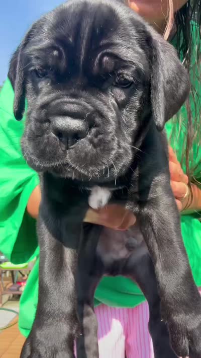 Bruno, a male Cane Corso for sale in Elmer, NJ – 4 of 4
