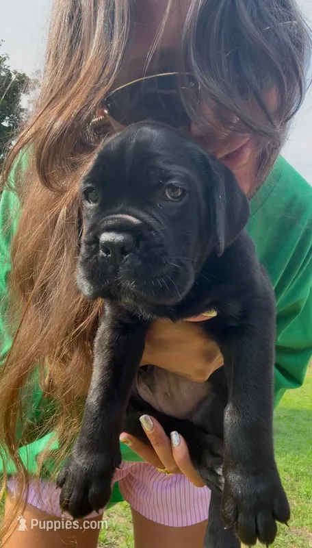 Bruno – Cane Corso puppy for sale in Elmer, NJ