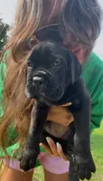 Bruno, a male Cane Corso for sale in Elmer, NJ – 1 of 4