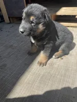 Rex, a male German Shepherd Dog for sale in Fountain, CO – Photo 2 of 4