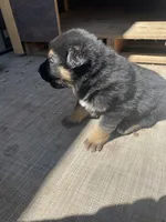 Rex, a male German Shepherd Dog for sale in Fountain, CO – Photo 4 of 4
