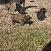 Ruby brown vollar, a female English Mastiff for sale in Kersey, CO – Photo 2 of 5