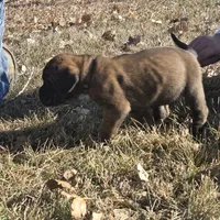 Ruby brown vollar, a female English Mastiff for sale in Kersey, CO – Photo 1 of 5