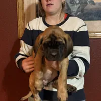Ruby brown vollar, a female English Mastiff for sale in Kersey, CO – Photo 3 of 5