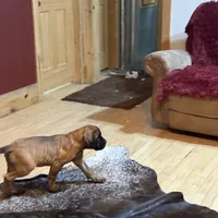 Ruby brown vollar, a female English Mastiff for sale in Kersey, CO – Photo 4 of 5