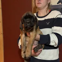 Ruby brown vollar, a female English Mastiff for sale in Kersey, CO – Photo 5 of 5
