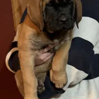 Spur, a female English Mastiff for sale in Kersey, CO – Photo 1 of 2
