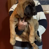 Spur, a female English Mastiff for sale in Kersey, CO – Photo 2 of 2