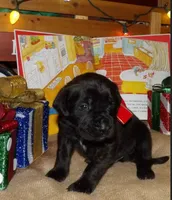 Males, a male English Mastiff for sale in Kersey, CO – Photo 2 of 9