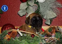 Males, a male English Mastiff for sale in Kersey, CO – Photo 3 of 9