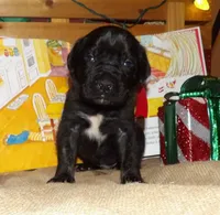 Males, a male English Mastiff for sale in Kersey, CO – Photo 4 of 9