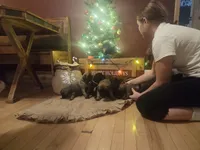 Males, a male English Mastiff for sale in Kersey, CO – Photo 9 of 9