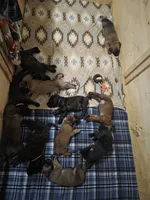 Males, a male English Mastiff for sale in Kersey, CO – Photo 5 of 9