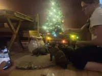 Males, a male English Mastiff for sale in Kersey, CO – Photo 8 of 9