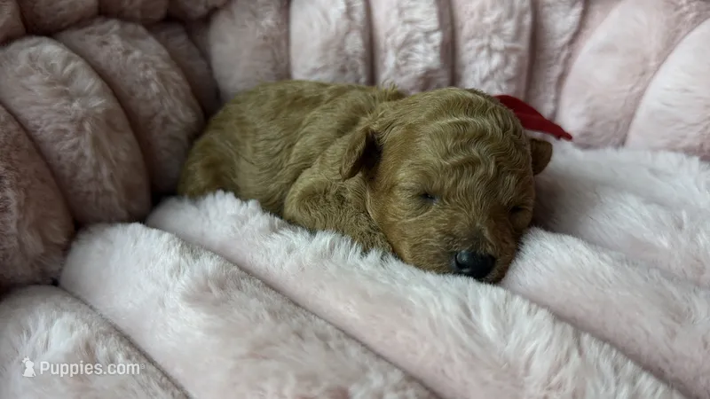 Goldie – Poodle - Toy  puppy for sale in Omaha, NE