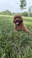 So cute poodle AKC , a male Poodle - Miniature  for sale in Omaha, NE – 2 of 6