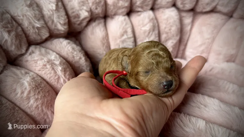 Goldie – Poodle - Toy  puppy for sale in Omaha, NE