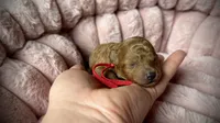 Goldie, a female Poodle - Toy  for sale in Omaha, NE – 1 of 2