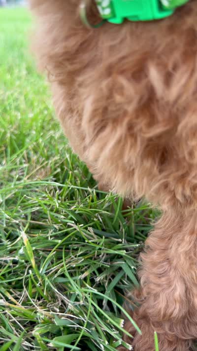 Red Toy male AKC , a male Poodle - Toy  for sale in Omaha, NE – 6 of 6
