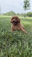 So cute poodle AKC , a male Poodle - Miniature  for sale in Omaha, NE – 3 of 6