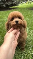 Blue boy mini poodle blue , a male Poodle - Miniature  for sale in Omaha, NE – 7 of 7