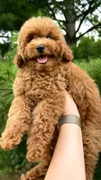 So cute poodle AKC , a male Poodle - Miniature  for sale in Omaha, NE – 5 of 6