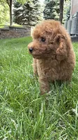 Mini poodle boys green, a male Poodle - Miniature  for sale in Omaha, NE – 4 of 6