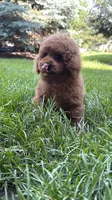 Male poodle AKC BLUE , a male Poodle - Miniature  for sale in Omaha, NE – 5 of 6