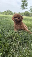So cute poodle AKC , a male Poodle - Miniature  for sale in Omaha, NE – 6 of 6