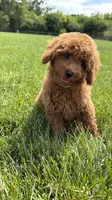 Red Toy male AKC , a male Poodle - Toy  for sale in Omaha, NE – 2 of 6