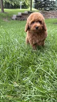 Mini poodle boys green, a male Poodle - Miniature  for sale in Omaha, NE – 1 of 6