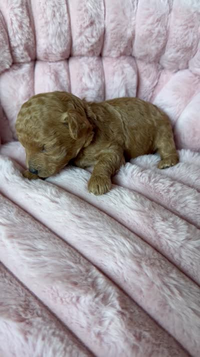Amber, a female Poodle - Toy  for sale in Omaha, NE – 4 of 4