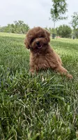 So cute poodle AKC , a male Poodle - Miniature  for sale in Omaha, NE – 1 of 6