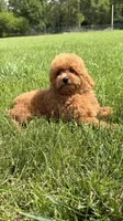 Red toy poodle male AKC , a male Poodle - Toy  for sale in Omaha, NE – 3 of 6