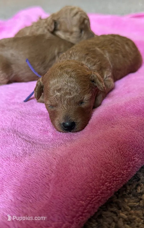 Amber – Poodle - Toy  puppy for sale in Omaha, NE