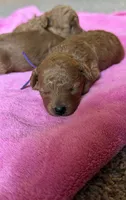 Amber, a female Poodle - Toy  for sale in Omaha, NE – 1 of 4