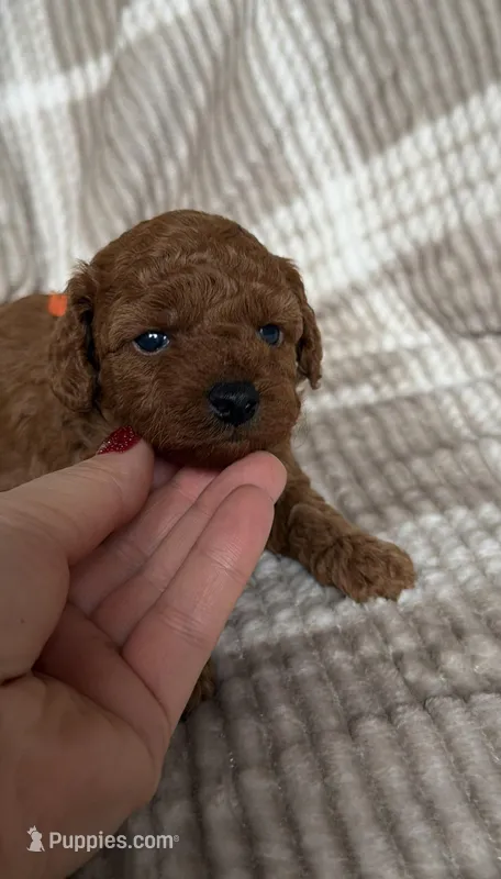 Female toy poodle  – Poodle - Toy  puppy for sale in Omaha, NE