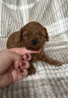 Female toy poodle , a female Poodle - Toy  for sale in Omaha, NE – Photo 2 of 3