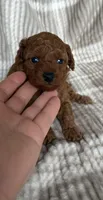 Female toy poodle , a female Poodle - Toy  for sale in Omaha, NE – Photo 3 of 3