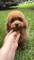 Blue boy mini poodle blue , a male Poodle - Miniature  for sale in Omaha, NE – 3 of 7