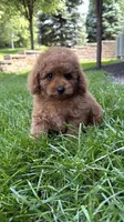 Male poodle AKC BLUE , a male Poodle - Miniature  for sale in Omaha, NE – 3 of 6