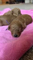 Amber, a female Poodle - Toy  for sale in Omaha, NE – 3 of 4