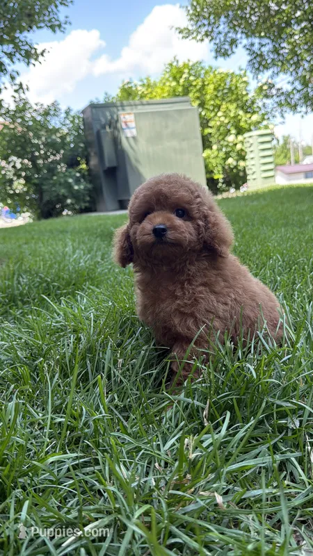 Male poodle AKC BLUE  – Poodle - Miniature  puppy for sale in Omaha, NE