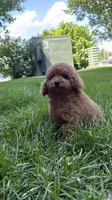 Male poodle AKC BLUE , a male Poodle - Miniature  for sale in Omaha, NE – 1 of 6