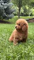 Blue boy mini poodle blue , a male Poodle - Miniature  for sale in Omaha, NE – 4 of 7