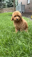 Mini poodle boys green, a male Poodle - Miniature  for sale in Omaha, NE – 3 of 6