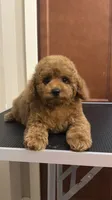 Male poodle AKC BLUE , a male Poodle - Miniature  for sale in Omaha, NE – 2 of 6