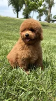 Teddy , a male Poodle - Miniature  for sale in Omaha, NE – 2 of 5
