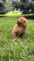 Blue boy mini poodle blue , a male Poodle - Miniature  for sale in Omaha, NE – 6 of 7